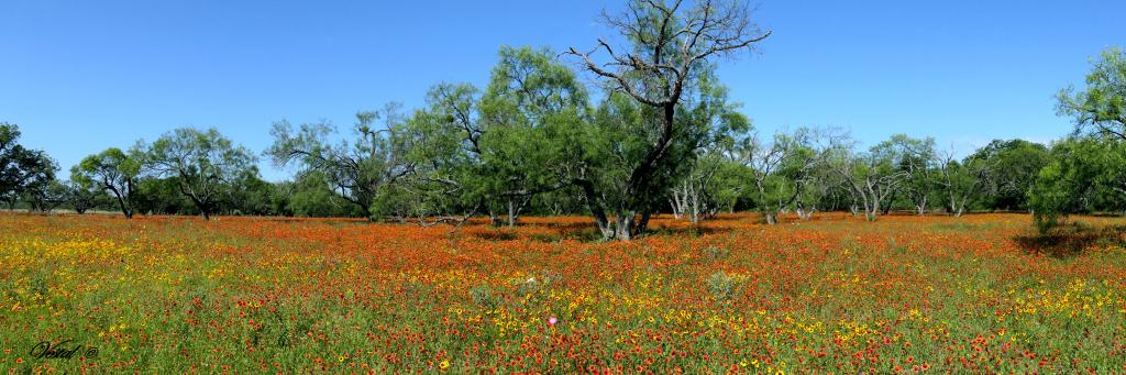 texas-wildflowers-in-may